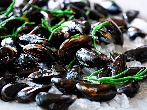 Mussels on ice
