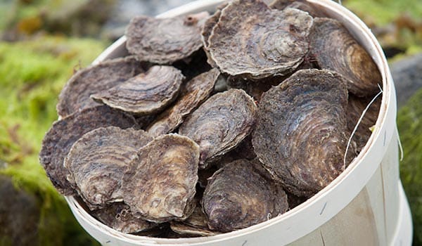 Native Oysters in woven basket