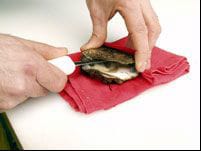 Holding and opening an oyster
