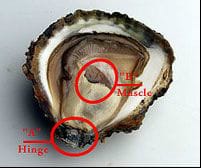 How to open an oyster